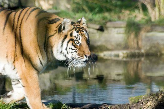 A Siberian Tiger walking past a pond