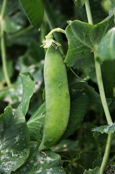 Succulent green pea pods hanging on the vine