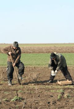 Two men sit down a potato on a kitchen garden