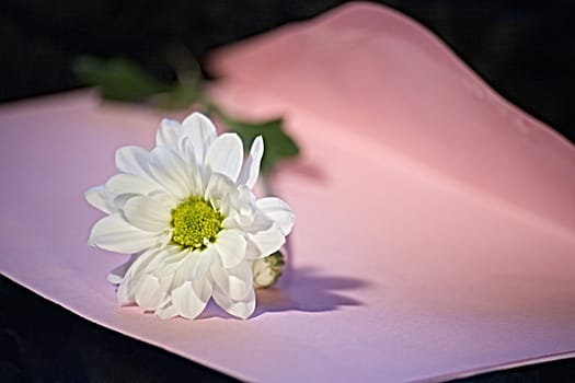 A daisy lower on a pink envelope
