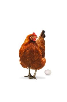 The Chicken isolated on white