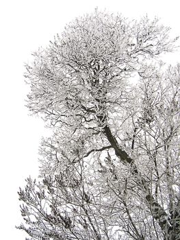 branches of tree covered with frost and snow