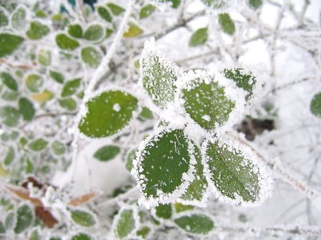 Frozen green leaves in winter