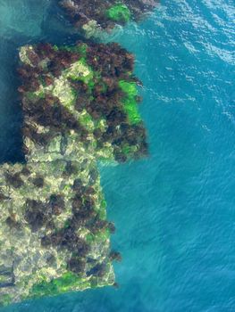 Underwater platform covered by algae 