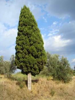 one old cypress tree in tuscan countryside Tuscany - Italy2007