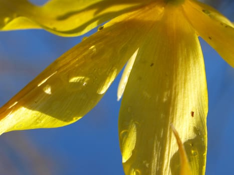 A view of a yellow lilly from the underside with many small bugs crawling on the plant.