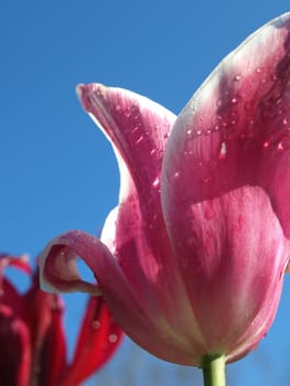 a closeup view of a purple tulip after it rained the night before