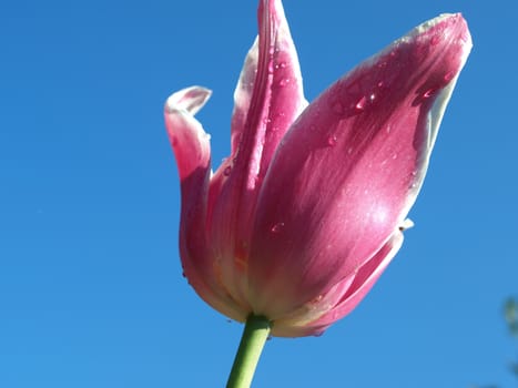 a closeup view of a purple tulip after it rained the night before