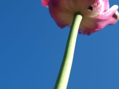 View of a purple tulip from the underside