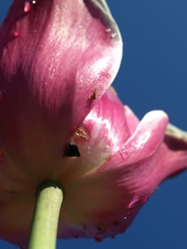 A view of a purple tulip as seen from below