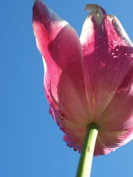A purple tulip seen from below 