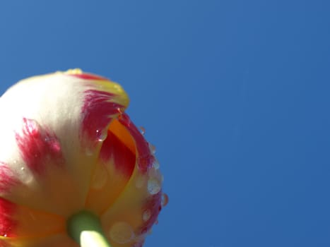 A purple and white tulip seen from below