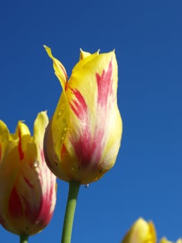 a closeup view of a yellow and purple tulips after it rained the night before
