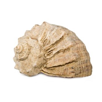 An isolated photo of a spiral seashell