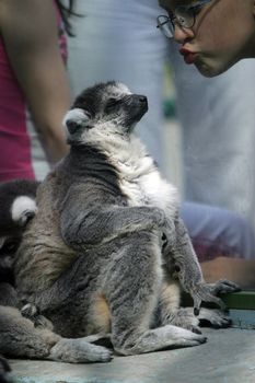 Illustration to magazine about animals. The lemur poses 