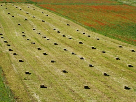 Straw Cubes On Field
agricultural landscape National Park of Sibillini Mountains central Italy Piano Grande ( Great Plain)VI 2007