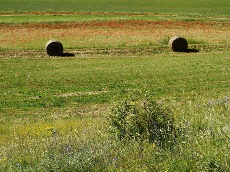 
countryside - National Park of Monti Sibillini central Italy ecological cultivations VI 2007 