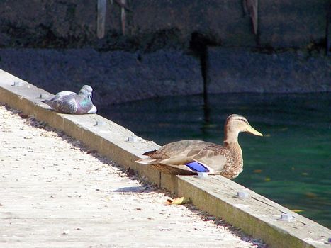 a pigeon and a duck relax together in the sun