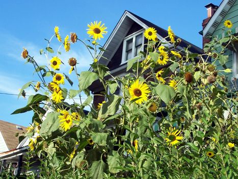 urban street scene sunflowers in front of house