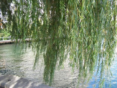 weeping willow tree branch hanging over the lake