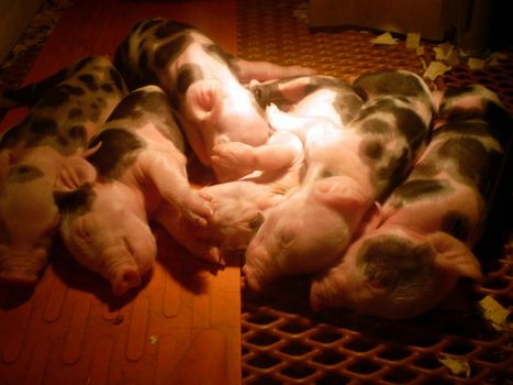 new born piglets under heat lamp
