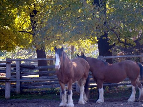 two clydesdale horses standing near a fence