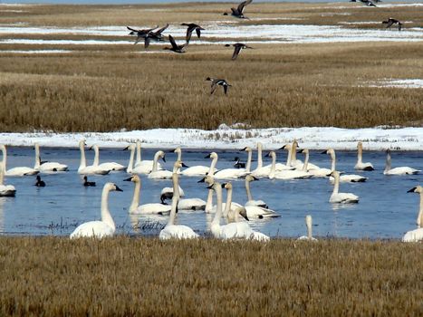 Swans And Ducks Migrating North