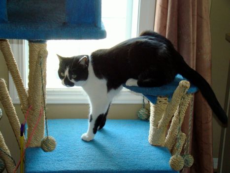 black and white cat sitting with half up and half down