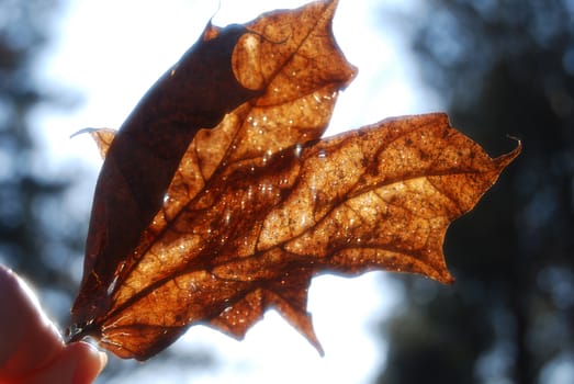 maple leaf in sunlight