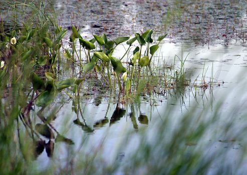Bog with plants and reflections