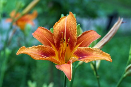 Red lily on a green background