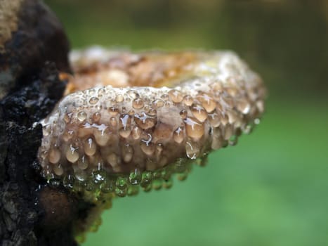 The image wooden a mushroom in drops