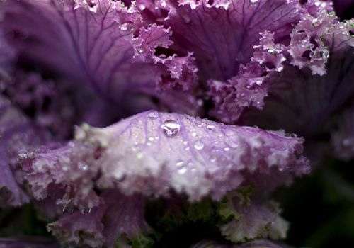 Leaves of cabbage