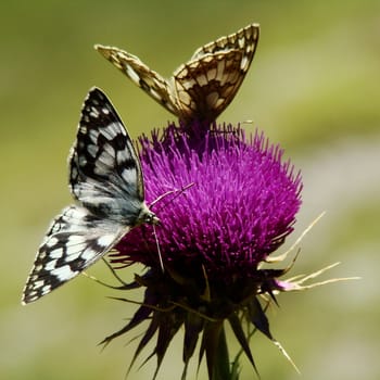 Butterflies On Flower
Butterflies on wildflower meadow in central Italy. VII 2007