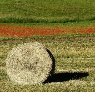 Bale of straw and its shape on the filed in the early morning light on the background wild red poppies National Park of Monti Sibillini near Castelluccio of Norcia village