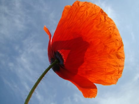 blooming red poppy on background of sky