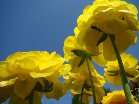 yellow ranunculus in blossom on bacground of blue sky.