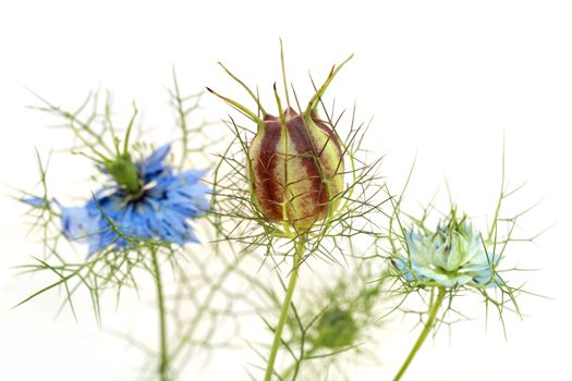 Devil-in-a-bush or Love in the mist - Nigella damascena - flowers and seed capsule