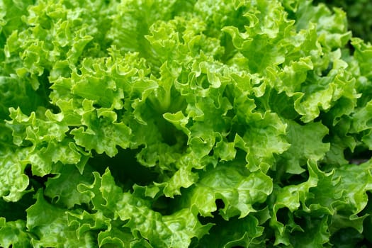 Fresh leaf lettuce close-up - in the garden