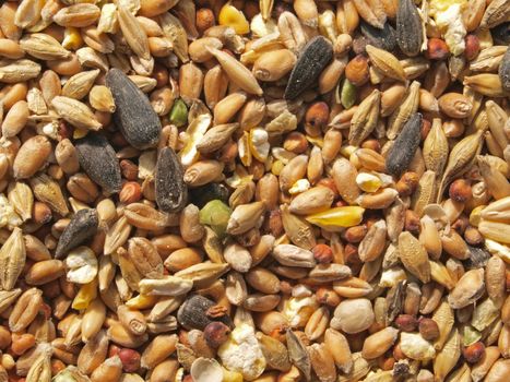 Food put out in a garden to feed wild birds in the winter.