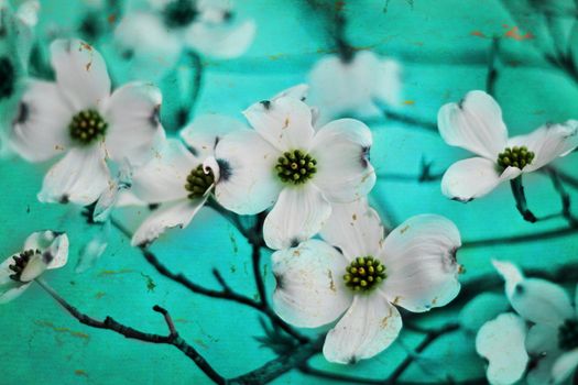 Photo based illustration of dogwood blossoms with blue tones