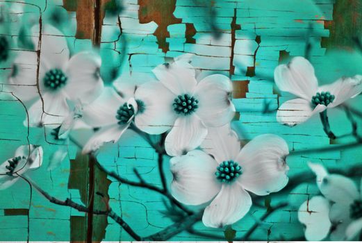 Photo based illustration of dogwood blossoms with blue tones