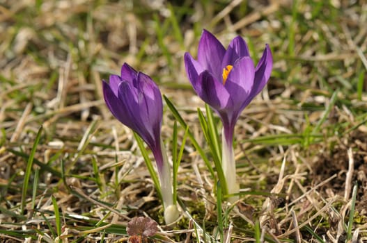 Purple crocus flowers on a sunny day