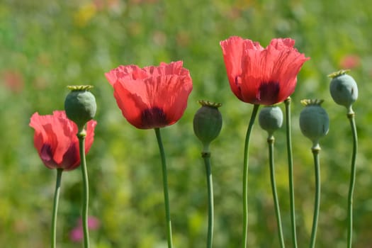 Ornamental red poppy flowers and pods on a sunny day