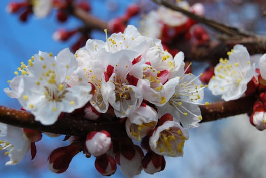 apricot in blossom