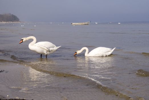 Swans - symbol of peace and love