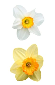 Daffodil and narcissus, with water drops, isolated on white background