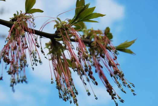 Fraxinus excelsior