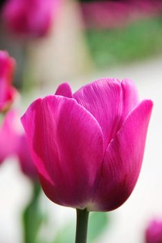 Bright Pink Tulip Flower
