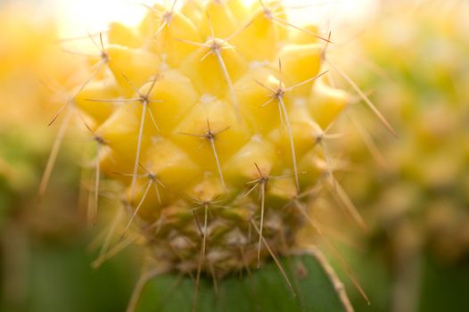 Cactus close up photograph on white background